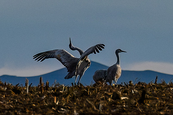DSC_8098-Edit