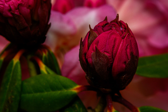 Rhodie 4