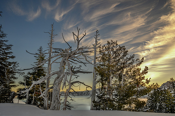 Tree at Crater Lake