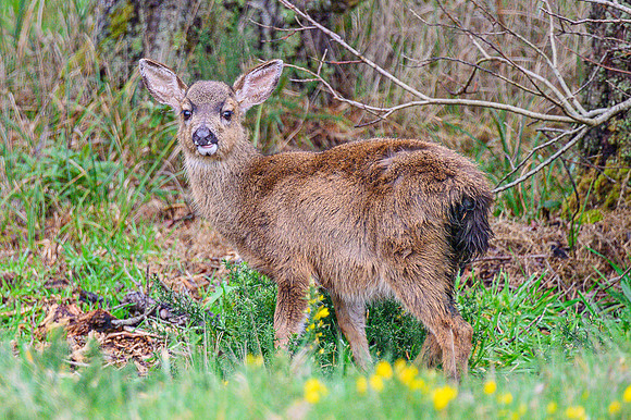 Fawn