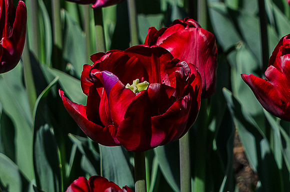_DSC4106