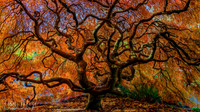 October Desktop Wallpaper