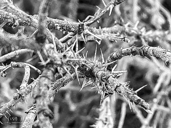 IMG_7484-Edit