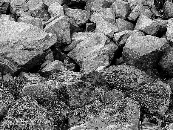 IMG_7528