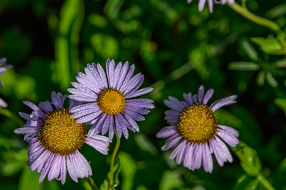 DSC_2965