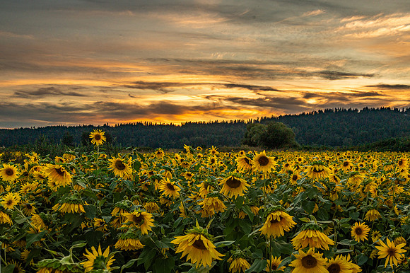 DSC_1155-HDR