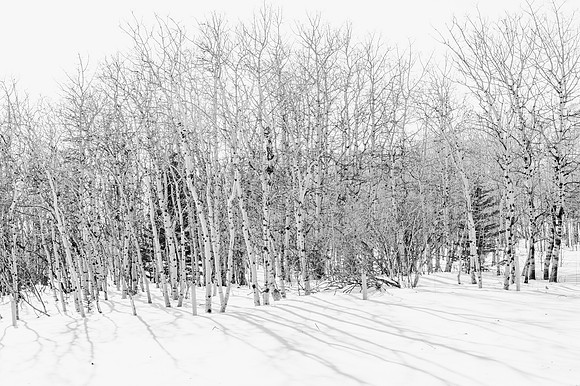 DSC_6260