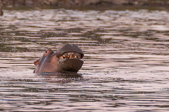 DSC_3927