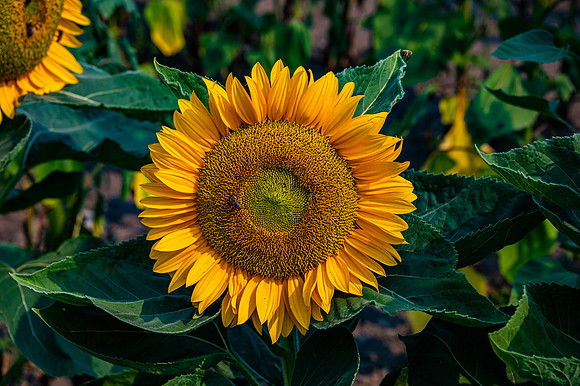 DSC_7424