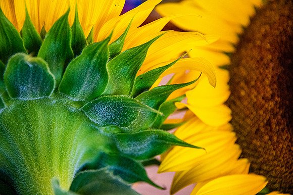 DSC_7525