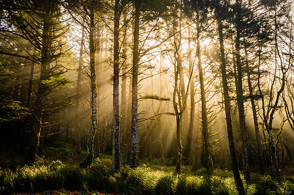 DSC_2532 Rays of Light in the Trees 12x18 $95