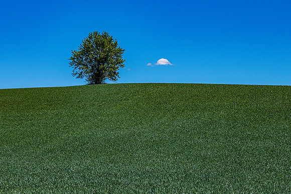 DSC_5689 Lonely Tree and Cloud in the Palouse 12x18 $95