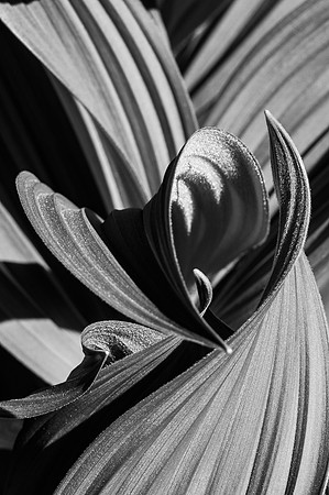DSC_7069 Hosta 12x8 $40