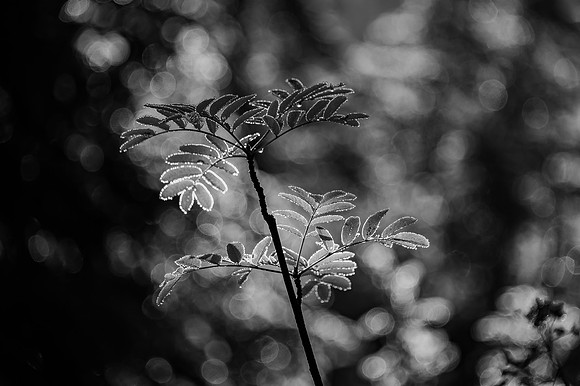 DSC_8652 Light and Leaves 8x12 $40