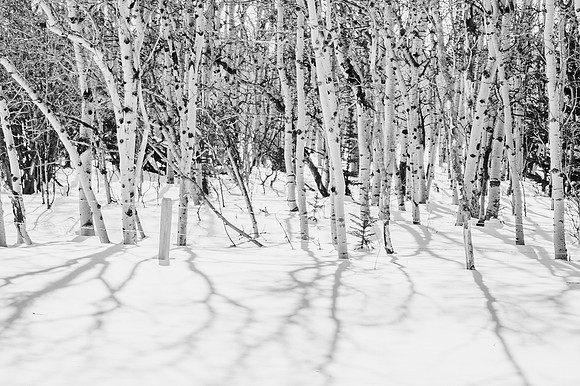 DSC_6257 B&W Trees-1 11x14 $55