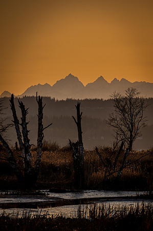 DSC_4462 Sunset Trees-2 8x10 $25