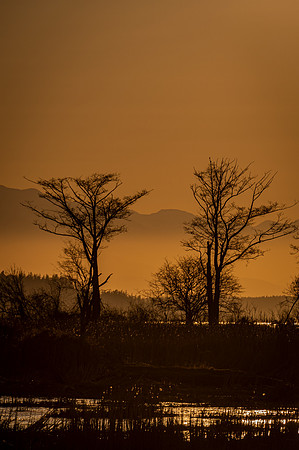 DSC_4460 Sunset Trees-1 8x10 $25