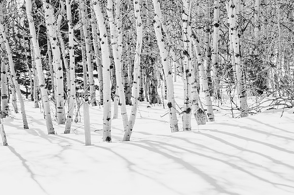 DSC_6259 B&W Trees-2  11x14 $55