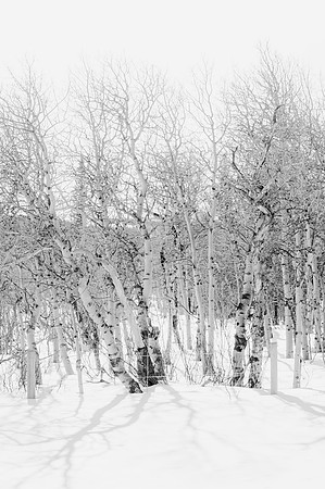 DSC_6266 B&W Trees-3  11x14 $55
