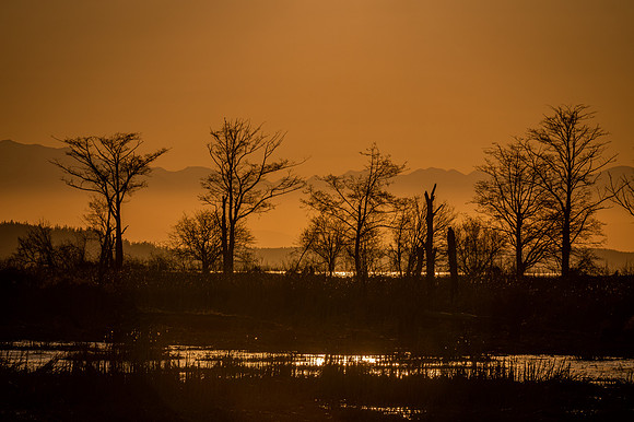DSC_4468 Sunset Trees-3 8x10 $25