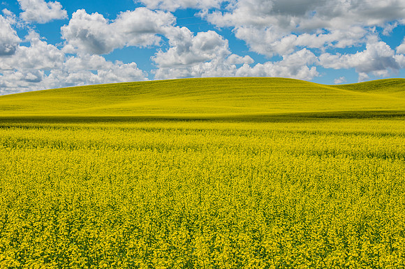 DSC_6088 The Palouse Dressed in Yellow 12x18 $95
