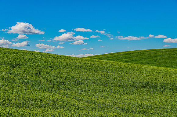 DSC_6000 Palouse Green Hills 12x18 $95