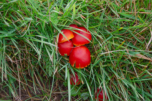 DSC_6594