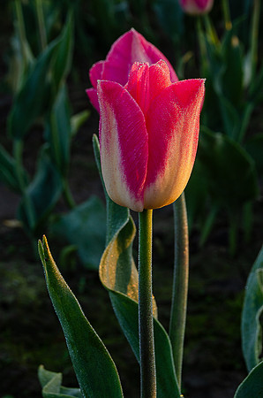 DSC_0601