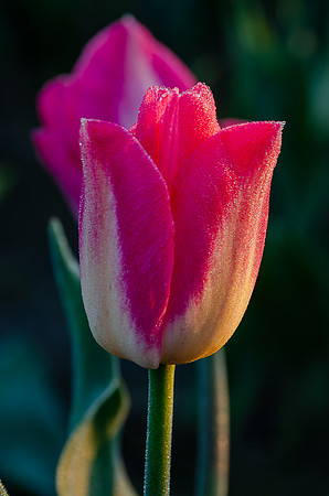 DSC_0602