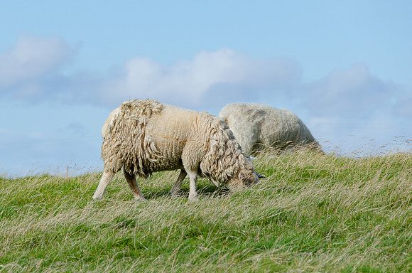 DSC_7625