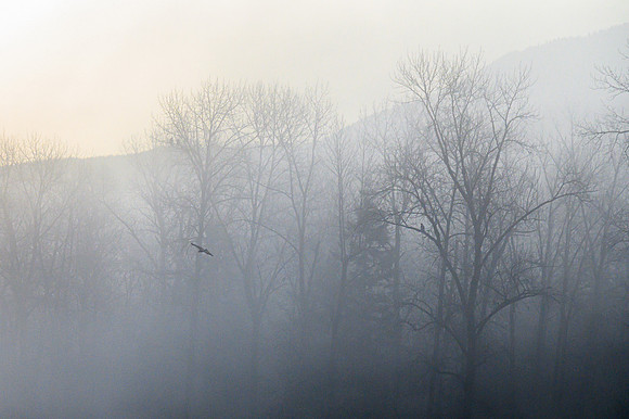 Along the Nooksack River with Eagles