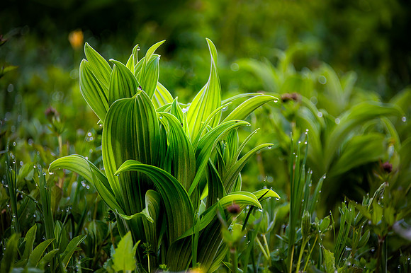 DSC_7286-Edit