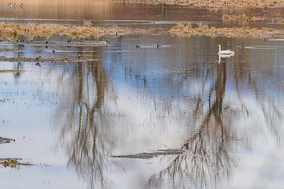 Swan and Reflective Trees