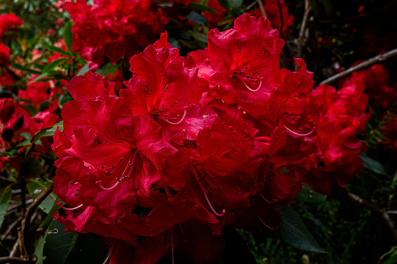 Rhodie 3