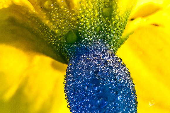 DSC_9884-Edit