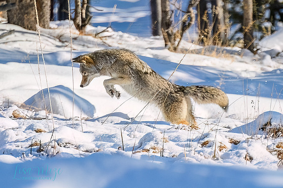 DSC_7279-Edit