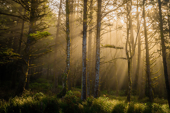 Light in the Trees