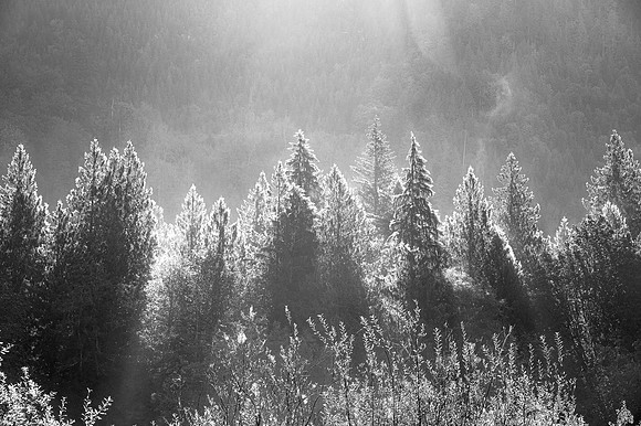 Light and Foggy Trees B&W