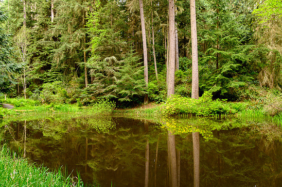 Tree Reflections