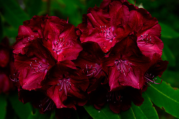 Rhodie 1
