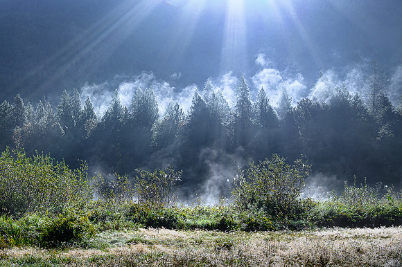 Light and Foggy Trees