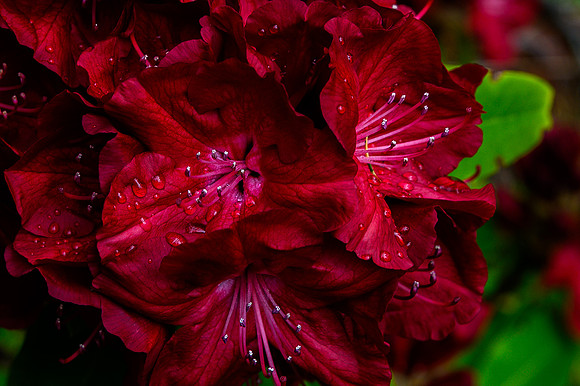 Rhodie 5