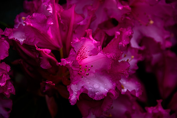 Rhodie 2
