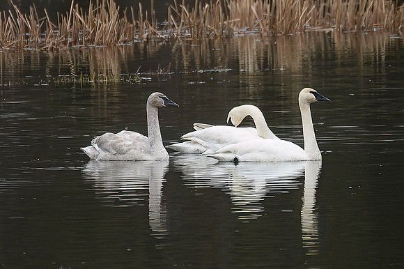 Swans in Skagit