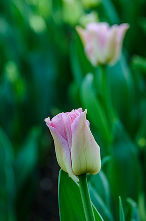 _DSC4118